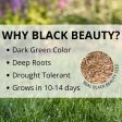 Jonathan Green Black Beauty Keystone All Grasses Sun or Shade Grass Seed 25 lb Online Sale