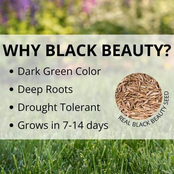 Jonathan Green Black Beauty Sun and Shade Mixed Partial Shade Sun Grass Seed 15 lb For Sale