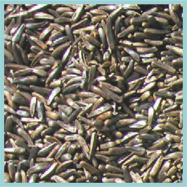 Cole s Finch Niger Seed Wild Bird Food 5 lb Discount