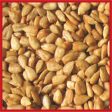 Cole s Hot Meats Assorted Species Sunflower Meats Wild Bird Food 20 lb Online Sale